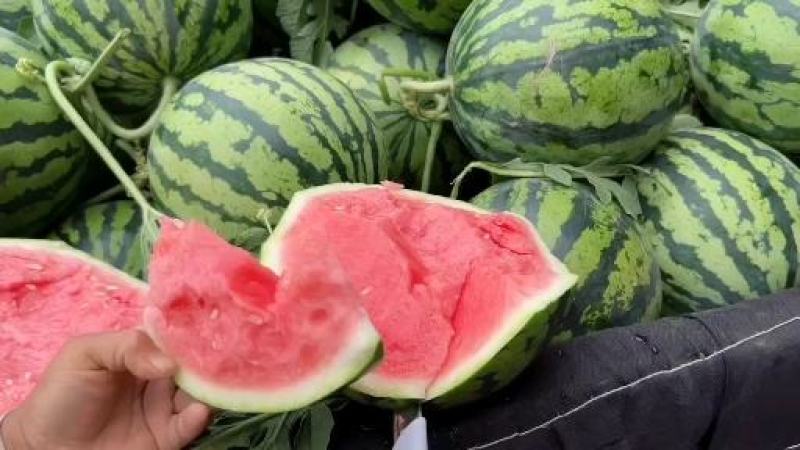 精品头茬无仔美都，支持电商，超市，市场，欢迎各位