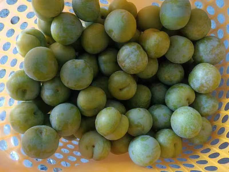蜂糖李果实特写
