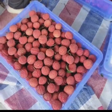 平南县六月红荔枝红花禾荔