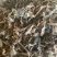 梅干菜地摊客家无沙梅菜干梅干菜绍兴梅干菜梅菜干