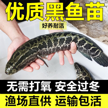 黑鱼苗批发广东山东乌鱼生鱼淡水养殖财鱼乌鳢