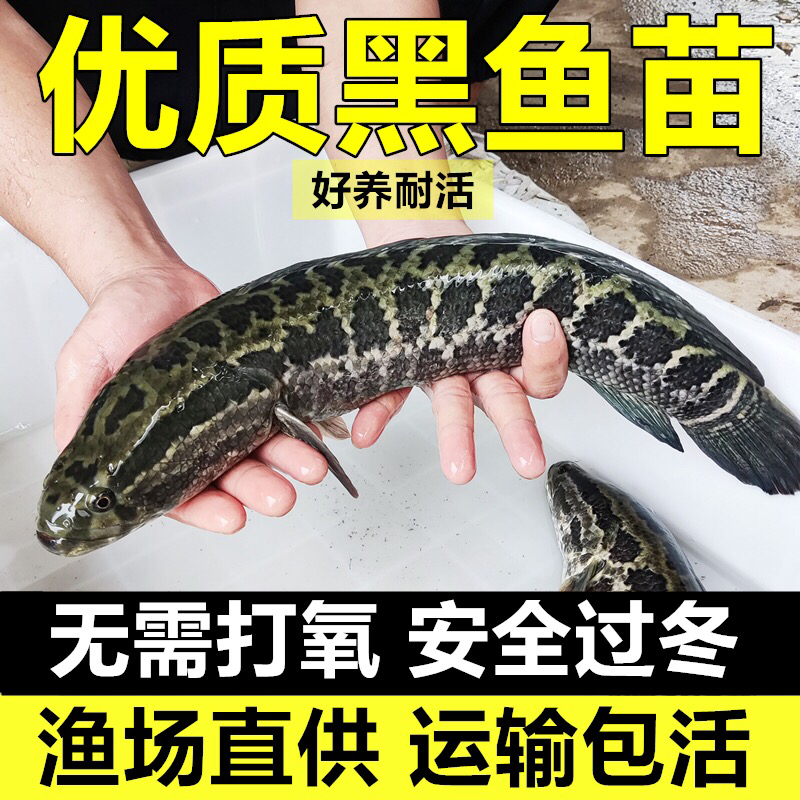 黑鱼苗批发广东山东乌鱼生鱼淡水养殖财鱼乌鳢