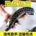 黑鱼苗批发广东山东乌鱼生鱼淡水养殖财鱼乌鳢