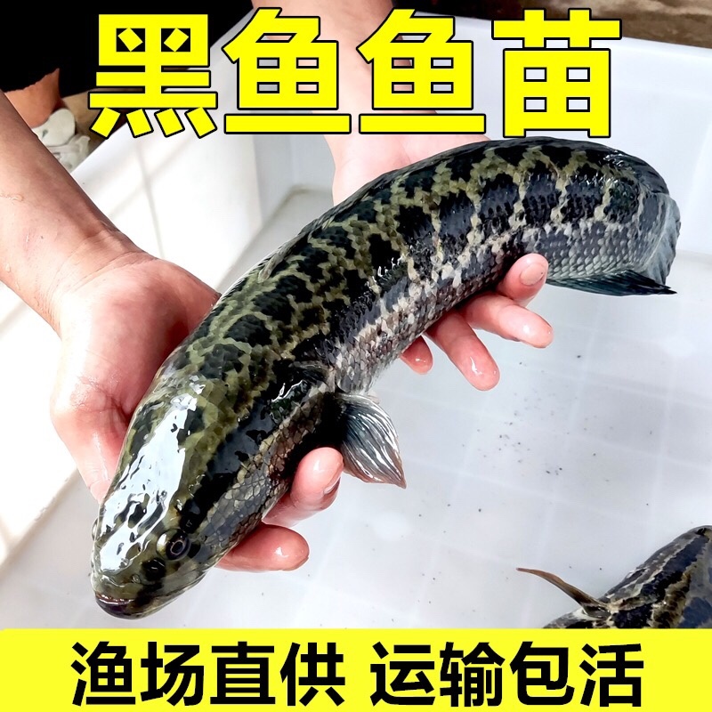 黑鱼苗批发广东山东乌鱼生鱼淡水养殖财鱼乌鳢