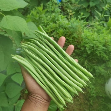 云南小金豆