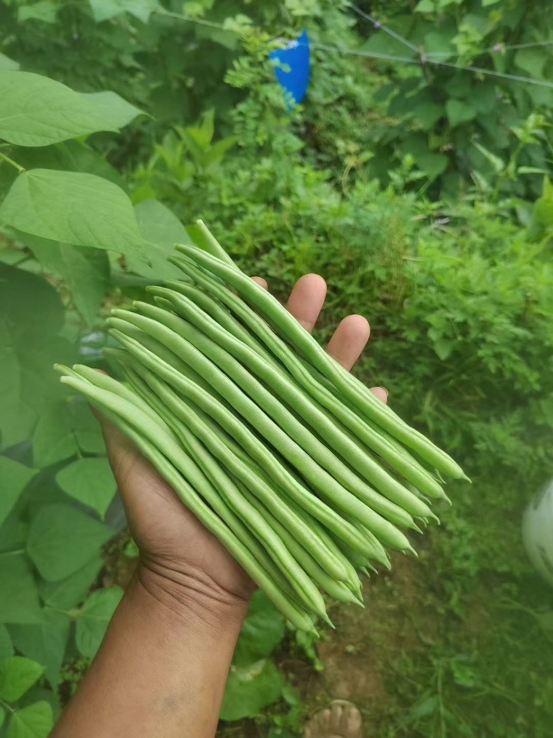 云南小金豆