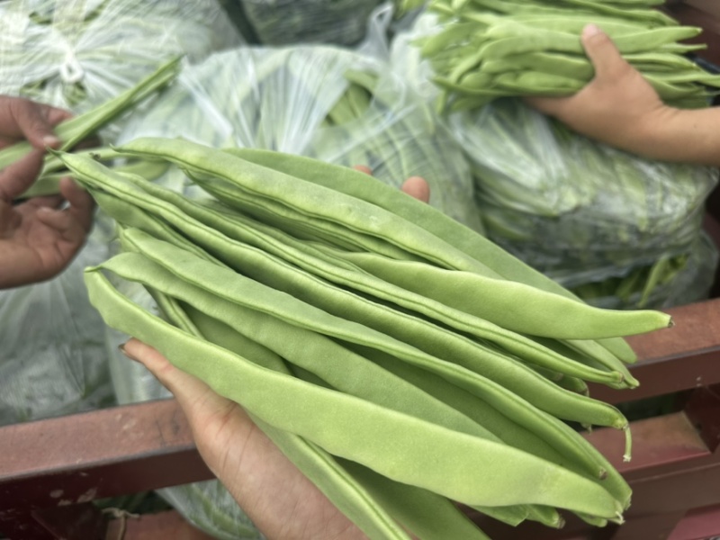 云南小金豆