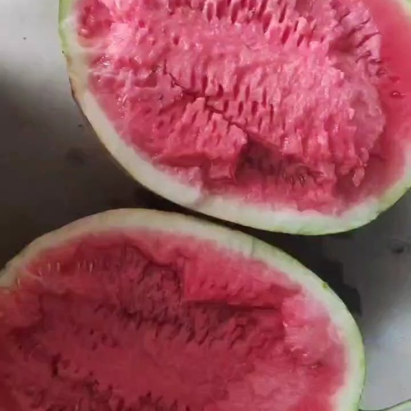 河南美都无籽西瓜大量供应量大从优可视频看货
