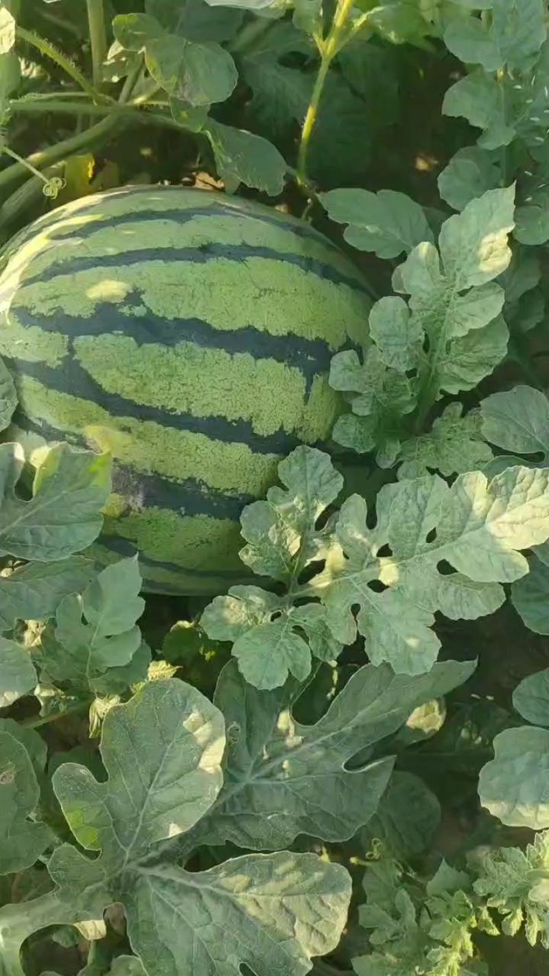 河南美都无籽西瓜大量供应量大从优可视频看货