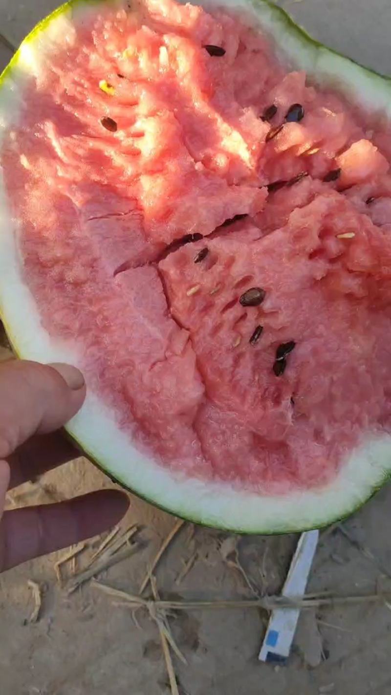 河南美都无籽西瓜大量供应量大从优可视频看货