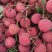 广西桂平禾荔，新鲜采摘，果大鲜甜，价格美丽，产地直销。