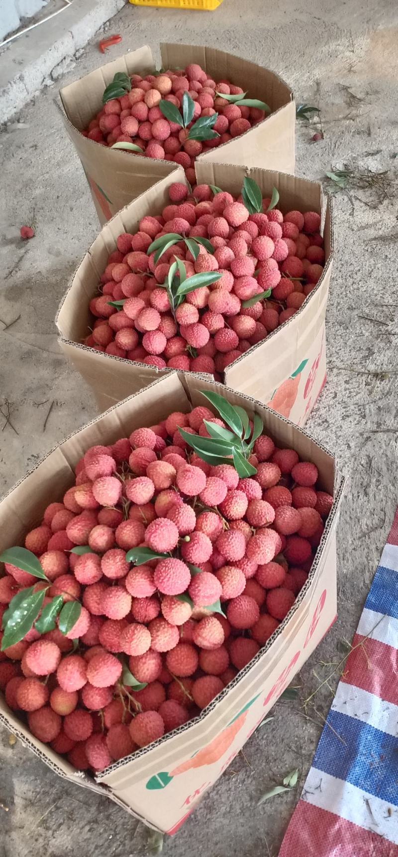 广西桂平禾荔，新鲜采摘，果大鲜甜，价格美丽，产地直销。