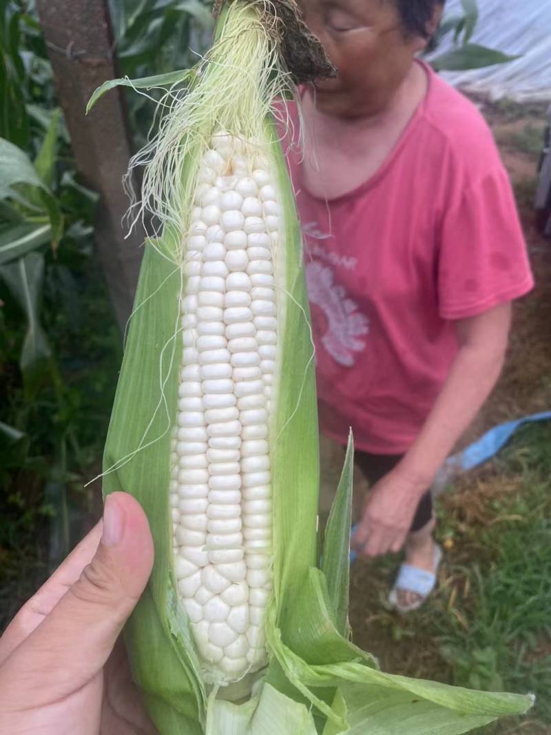 万糯188玉米棒子大量出售货源充足按质量规格论价代办一切