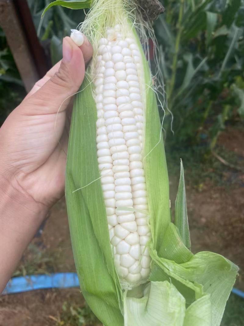 万糯188玉米棒子大量出售货源充足按质量规格论价代办一切