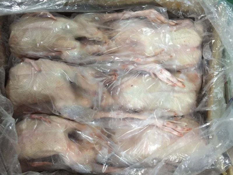 白条净膛老鹅280天以上散养东北大鹅