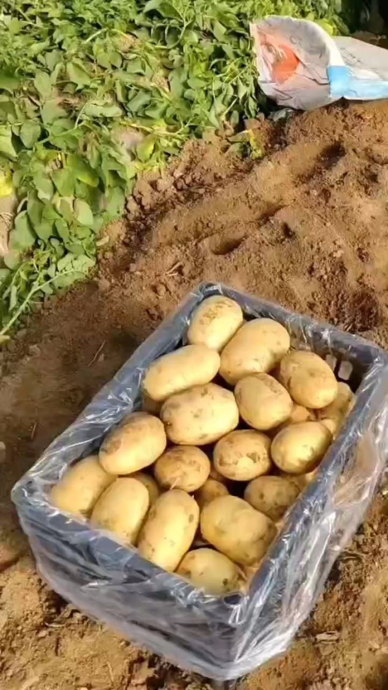 沃土5号辽宁绥中县土豆产区，土豆黄心，口感细腻。