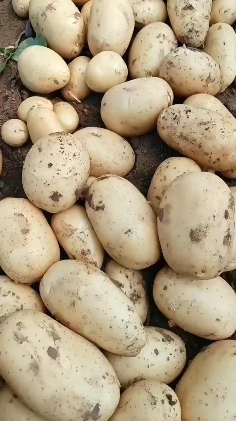 沃土5号辽宁绥中县土豆产区，土豆黄心，口感细腻。