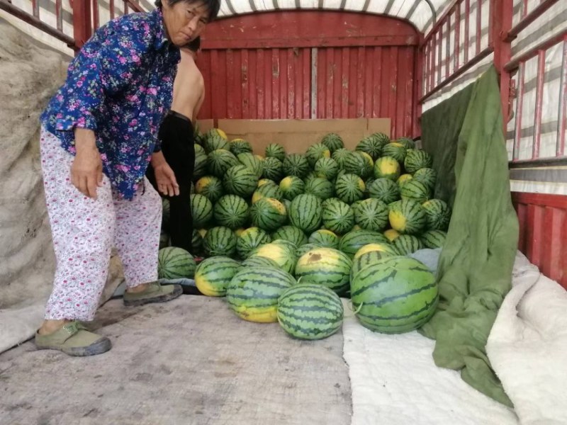 四川精品露天西瓜大红壤耐运输耐储存