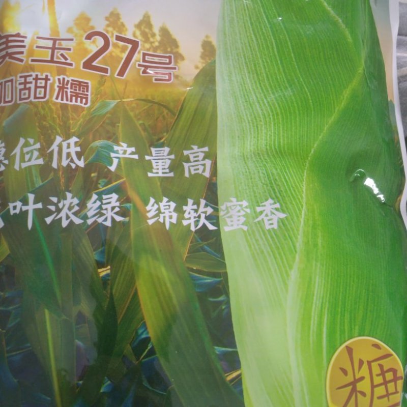美玉27万糯188加甜糯玉米