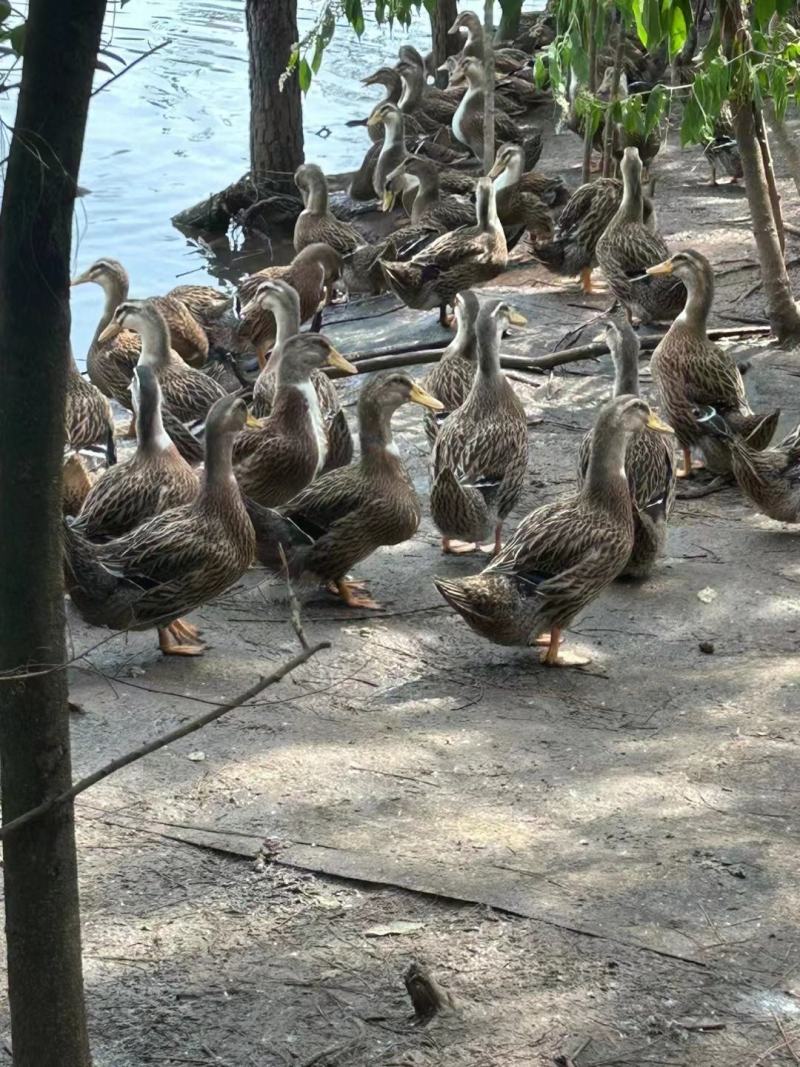 麻鸭