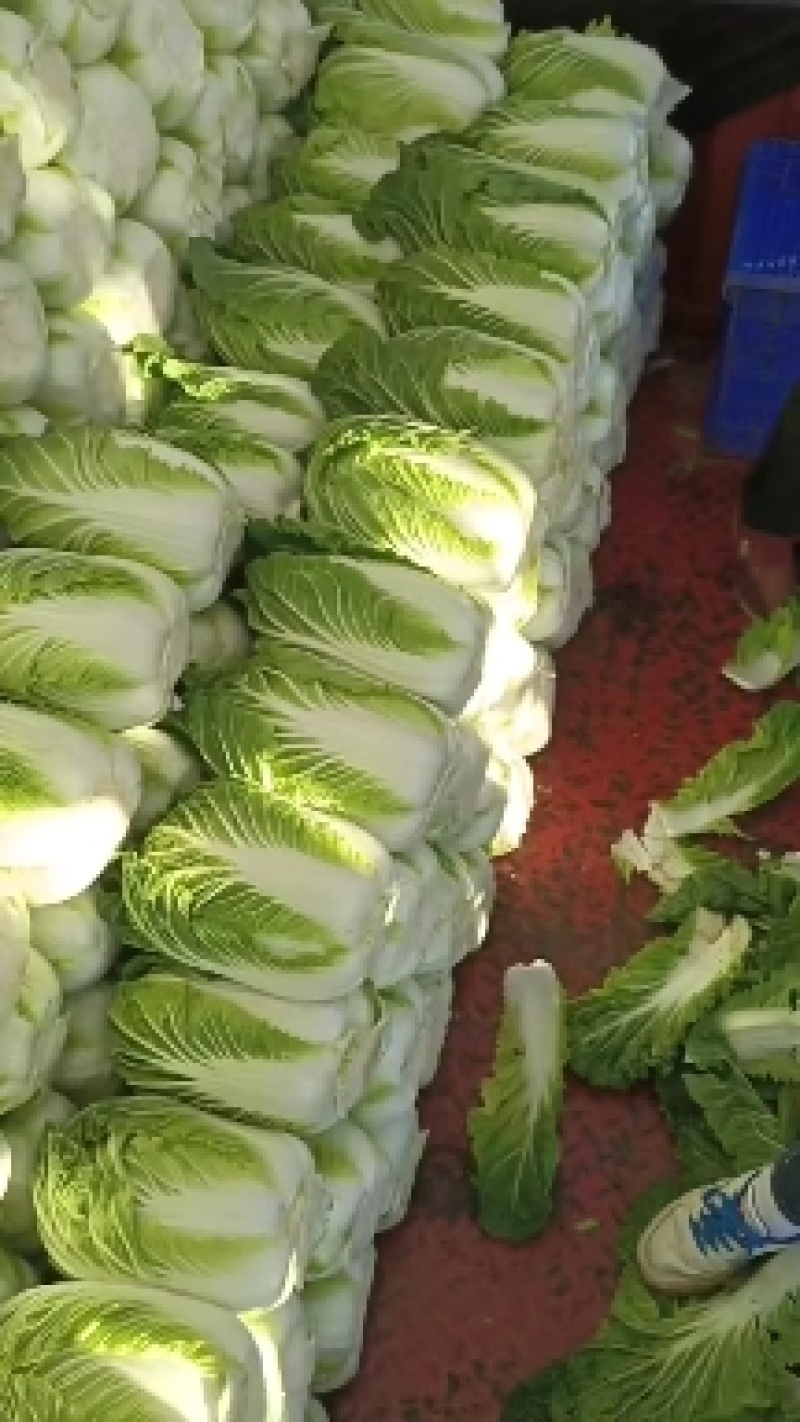 张家口蔚县精品黄心大白菜，基地直供，一手货源！