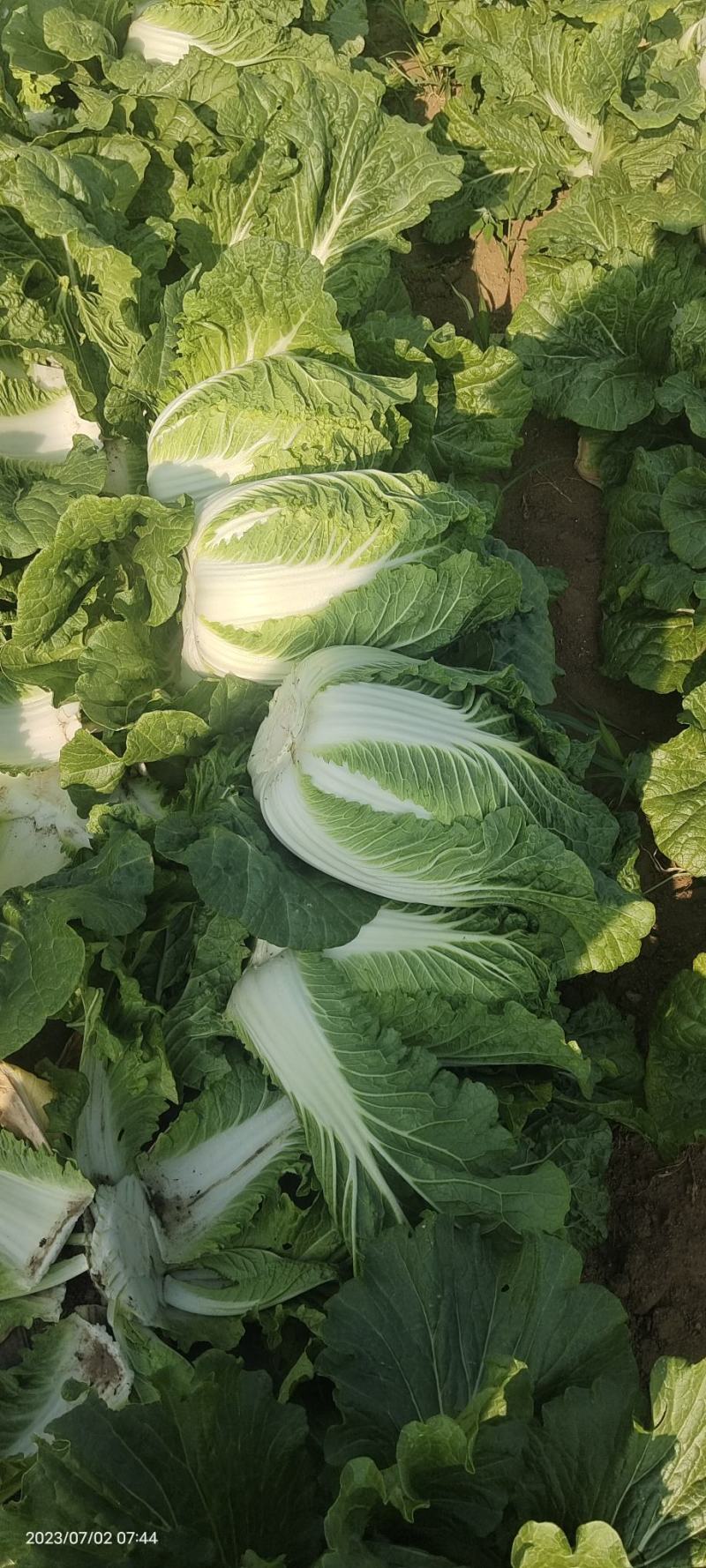 张家口蔚县精品黄心大白菜，基地直供，一手货源！