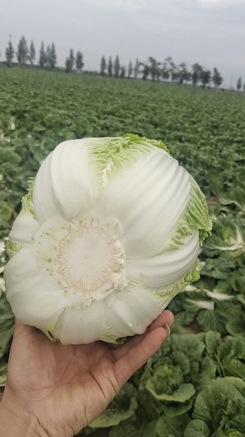 张家口蔚县精品黄心大白菜，基地直供，一手货源！