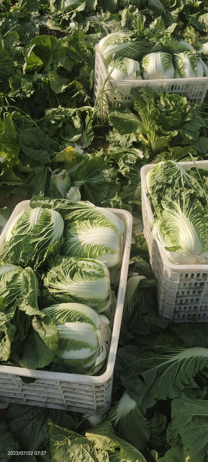 张家口蔚县精品黄心大白菜，基地直供，一手货源！