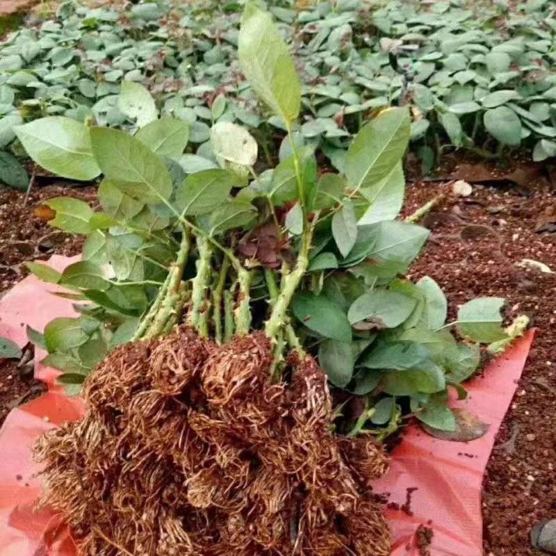 【迷雾/紫雾泡泡】紫色香味微月微型阳台盆栽大花月季花苗