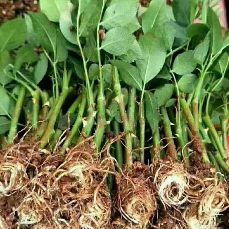 【迷雾/紫雾泡泡】紫色香味微月微型阳台盆栽大花月季花苗