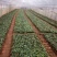 【迷雾/紫雾泡泡】紫色香味微月微型阳台盆栽大花月季花苗