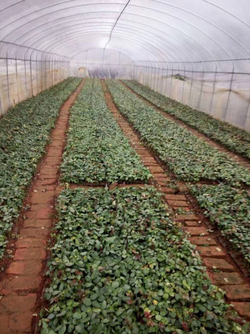 【迷雾/紫雾泡泡】紫色香味微月微型阳台盆栽大花月季花苗