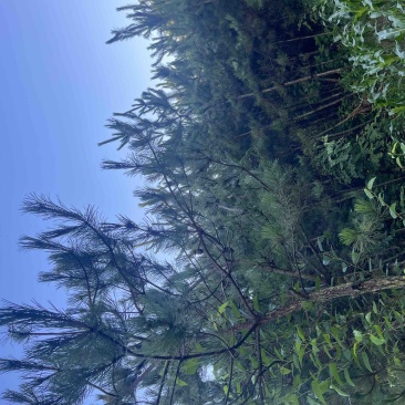 处理五米以上油松