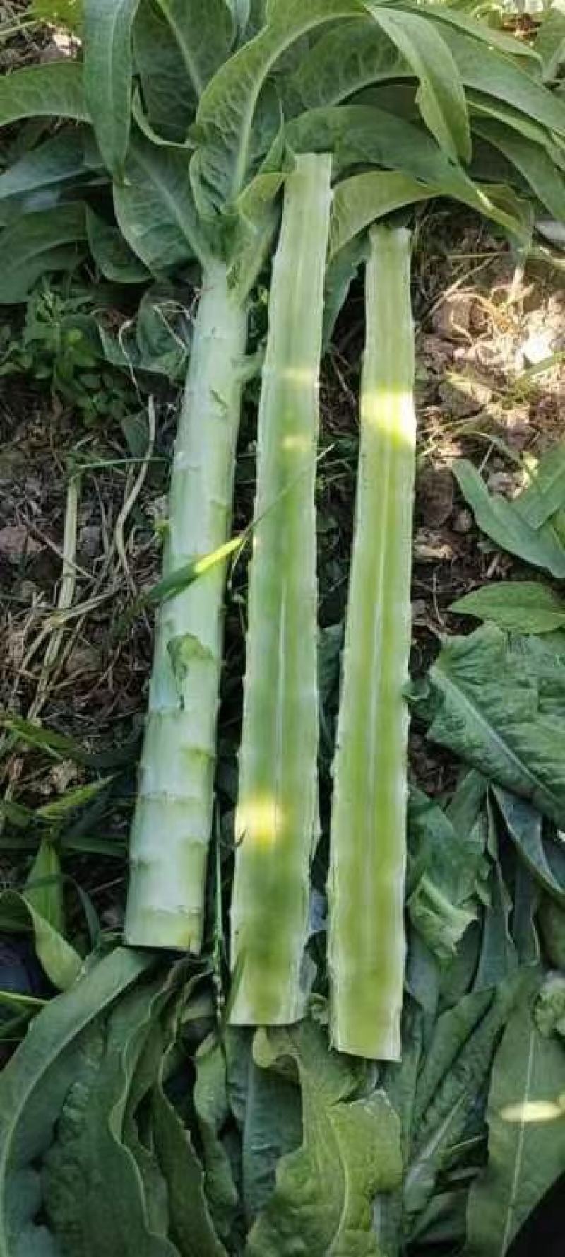 里外绿小青皮，尖叶实心莴笋，不起苔，无裂口，质量好
