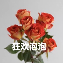 狂欢泡泡月季花苗浓香四季开花庭院花卉植物室内好养玫瑰小苗