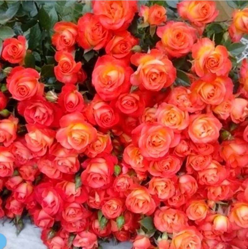 狂欢泡泡月季花苗浓香四季开花庭院花卉植物室内好养玫瑰小苗