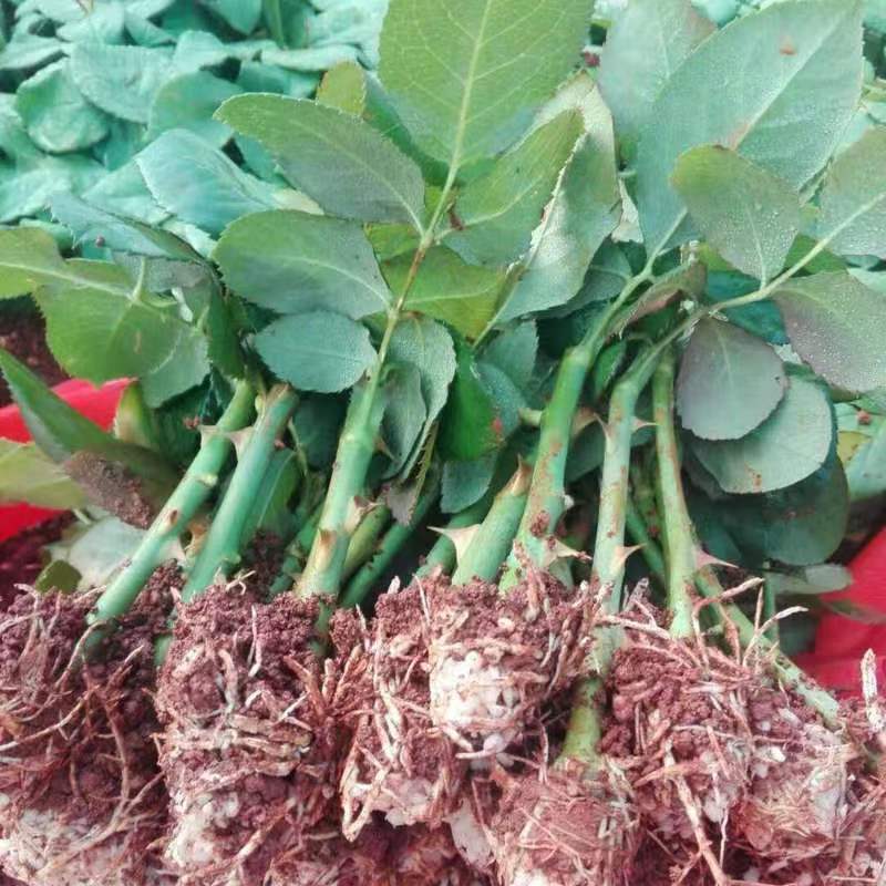 【惊艳泡泡】多头玫瑰花苗大花切花月季盆栽地栽四季开花绿植