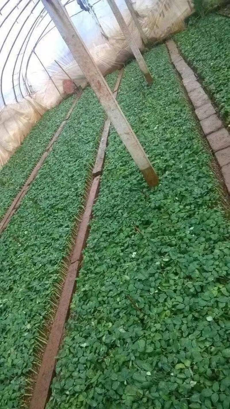 【惊艳泡泡】多头玫瑰花苗大花切花月季盆栽地栽四季开花绿植