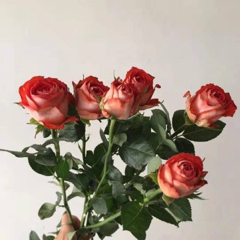 【惊艳泡泡】多头玫瑰花苗大花切花月季盆栽地栽四季开花绿植