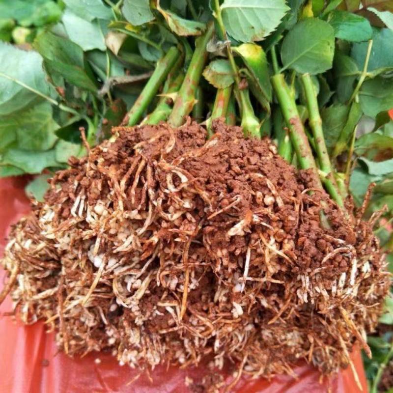 【惊艳泡泡】多头玫瑰花苗大花切花月季盆栽地栽四季开花绿植