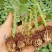 【惊艳泡泡】多头玫瑰花苗大花切花月季盆栽地栽四季开花绿植