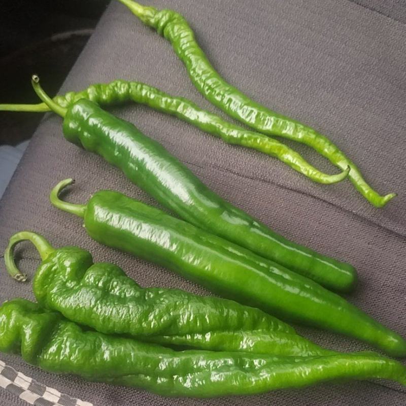 小米椒，大青辣椒，八号椒，七号椒，