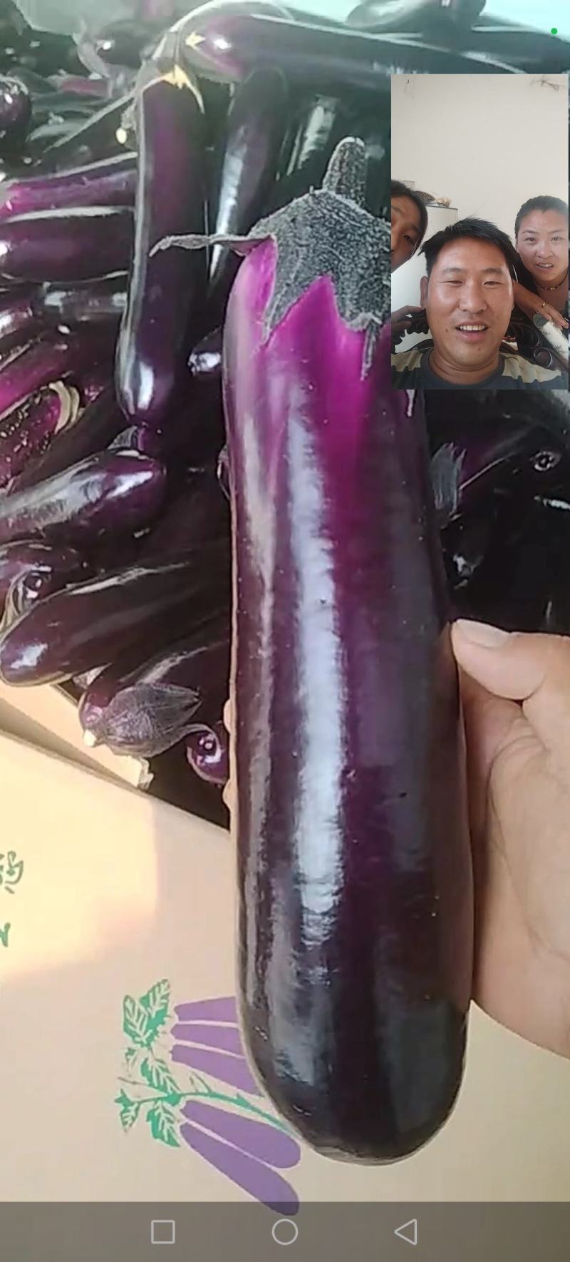 小米椒，大青辣椒，八号椒，七号椒，