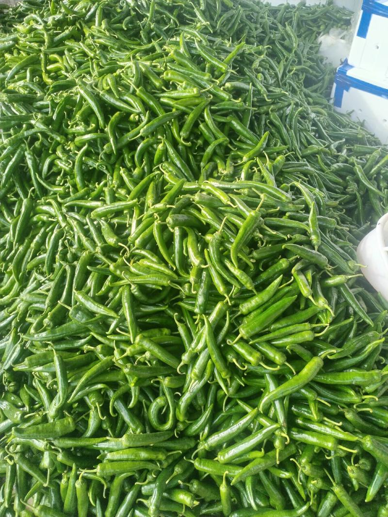 小米椒，大青辣椒，八号椒，七号椒，