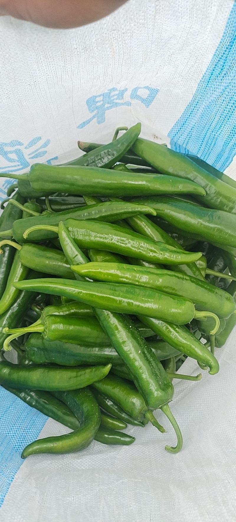小米椒，大青辣椒，八号椒，七号椒，