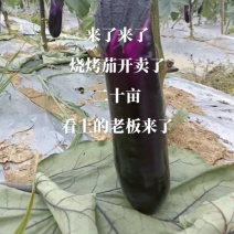 小米椒，大青辣椒，八号椒，七号椒，