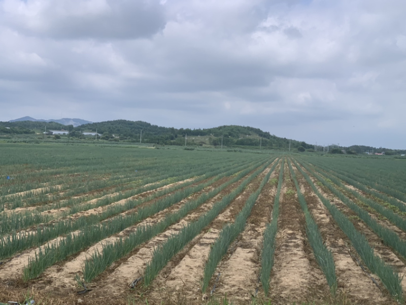 代采大葱/公司性质有保障