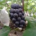 本园地避雨大棚种植