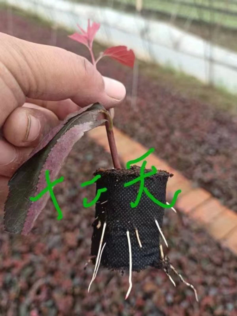 绿化育苗袋
