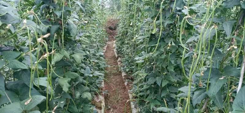 豆角春季播种示意图